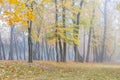 Trees standing in foggy autumnal park with yellow bright foliage