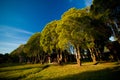 Row of trees with the sunlight