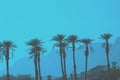 A row of tropic palm trees against mountains Royalty Free Stock Photo