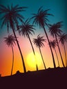 Row of tropic palm trees against sunset sky. Silhouette of tall palm trees. Tropic evening landscape. Gradient color. Vector illus Royalty Free Stock Photo