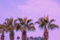 The row of tropic palm trees against the sunset sky Royalty Free Stock Photo