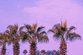 The row of tropic palm trees against the sunset sky Royalty Free Stock Photo