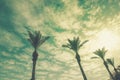 A row of tropic palm trees against the sunset sky Royalty Free Stock Photo