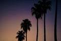 Row of tropic palm trees against sunset sky in Turkey. Silhouette of tall palm trees. Tropical evening landscape. Diagonal purple Royalty Free Stock Photo