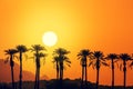 Silhouette of tall palm trees in the evening Royalty Free Stock Photo