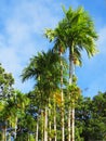 Row of tropical palm trees under blue sky at the botanical garden in Martinique. Palm trees, lush vegetation and the landscape of Royalty Free Stock Photo