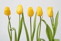 Row tulip Royalty Free Stock Photo