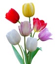 Row tulip flowers Royalty Free Stock Photo