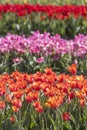 Tulip flower field near Holland Michigan Royalty Free Stock Photo