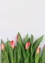 Row of tulips on abstract light background with space for message. Royalty Free Stock Photo