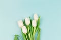 Row of tulips on abstract light background with space for message. Royalty Free Stock Photo