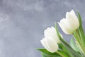 Row of tulips on abstract light background with space for message. Royalty Free Stock Photo