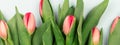 Row of tulips on abstract light background with space for message. Royalty Free Stock Photo