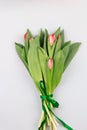 Row of tulips on abstract light background with space for message. Royalty Free Stock Photo