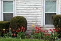 Row of tulips Royalty Free Stock Photo