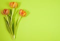 Row of tulips on coloful background with space for message. Mother`s Day background. Top view Royalty Free Stock Photo