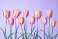 Row of tulips on purple background wallaper Royalty Free Stock Photo