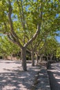 A row of uniformly aligned plane trees near the Pont du Gard in France