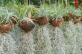 Row of Upright Air Plant and Spanish Moss in the Genus Tillandsia Growing from Dried Pong Pong Fruits Pots Royalty Free Stock Photo