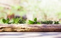 Row of various spicy herbs on wooden plank Royalty Free Stock Photo