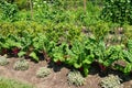 Row of vegetable garden with variety of plants under the sun