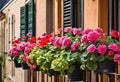 A row of vibrant geraniums in a balcony garden.