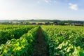 Row vine grape in champagne vineyards at montagne de reims countryside village background, France Royalty Free Stock Photo