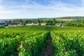 Row vine grape in champagne vineyards at montagne de reims countryside village background, France Royalty Free Stock Photo