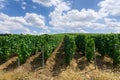 Row vine grape in champagne vineyards at montagne de reims countryside village background, France Royalty Free Stock Photo