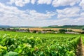 Row vine grape in champagne vineyards at montagne de reims countryside village background, France Royalty Free Stock Photo