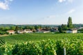 Row vine grape in champagne vineyards at montagne de reims countryside village background, France Royalty Free Stock Photo