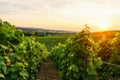 Row vine grape in champagne vineyards at sunset background, Reims, France