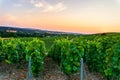 Row vine grape in champagne vineyards at sunset background, Reims, France Royalty Free Stock Photo