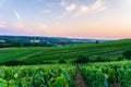 Row vine grape in champagne vineyards at sunset background, Reims, France Royalty Free Stock Photo