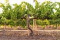 Row of Vineyard Grape Vineslate summer, blurred background, selective focus, filter Royalty Free Stock Photo