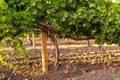 Row of Vineyard Grape Vineslate summer, blurred background, selective focus, filter Royalty Free Stock Photo