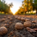 A row of walnuts on the ground in the middle of a field Royalty Free Stock Photo