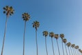 Row of Washingtonia Robusta Palm Trees Royalty Free Stock Photo