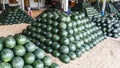 A lot of watermelon in the local marke