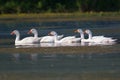 Row of white domestic geese swimming on the pond Royalty Free Stock Photo