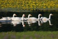 Row of white domestic geese swimming on the pond Royalty Free Stock Photo