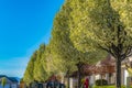 Row of white flowering trees in front of houses with landscaped yards Royalty Free Stock Photo