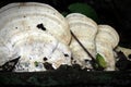 A Row Of White Fungi Along A Fallen Branch