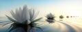 Closeup of lotus flowers in a calm sea at sunset Royalty Free Stock Photo