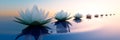 Closeup of lotus flowers in a calm sea at sunset