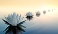 Lotus flowers in a calm sea at sunset