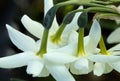Closeup of white, nodding daffodil flowers in East Windsor, Connecticut