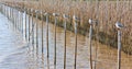 A row of white seagulls sitting on a bamboo Royalty Free Stock Photo