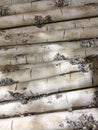 A row of white tree trunk background