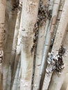 A row of white tree trunks Royalty Free Stock Photo